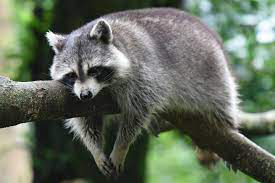 Projekt "Waschbär-Vergrämung"